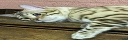 Bengal cats for sale: Beautiful Bengal family members - Advert 8