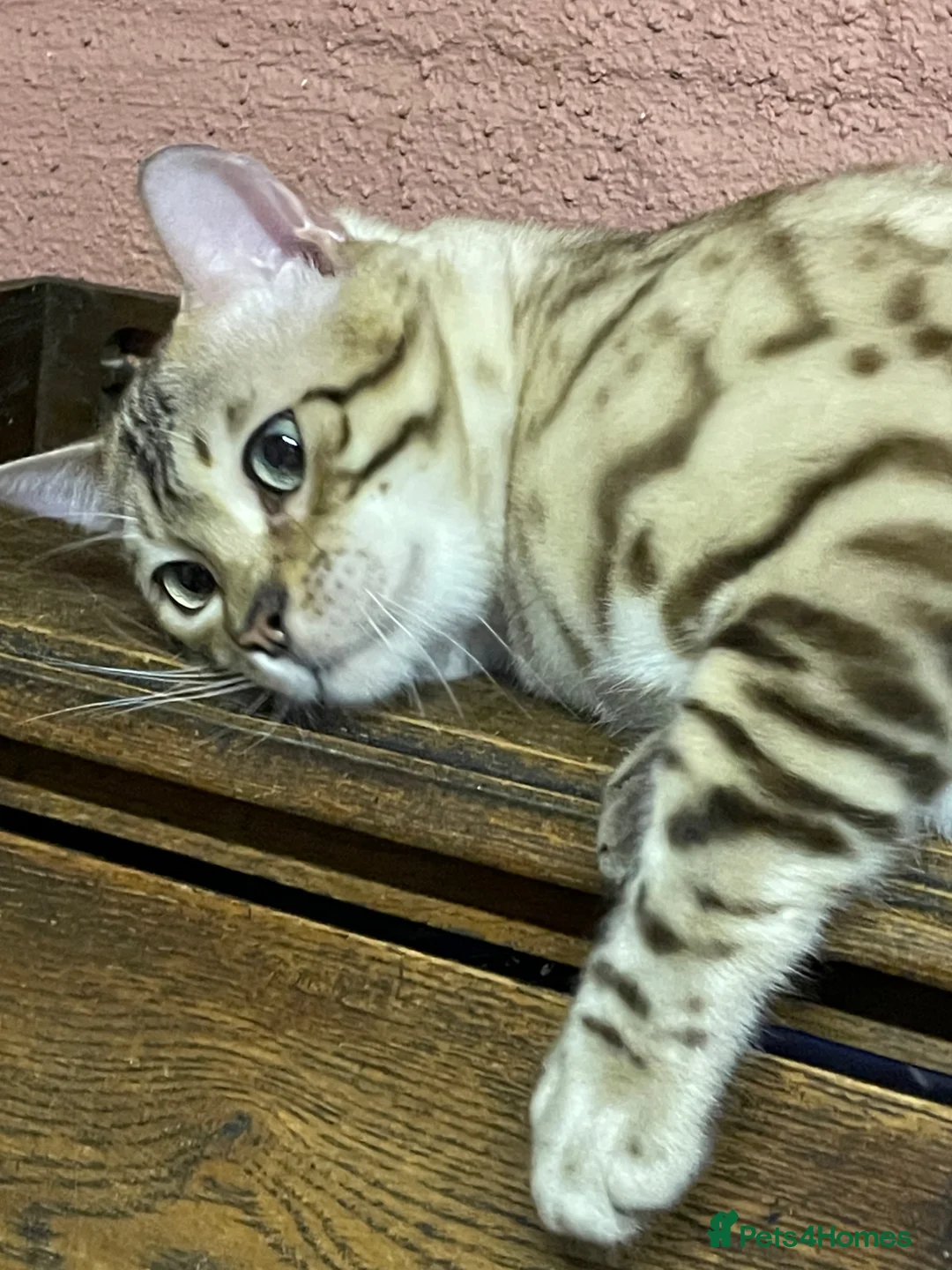 Bengal cats for sale: TICA registered Bengal family (all castrated) - Advert 2