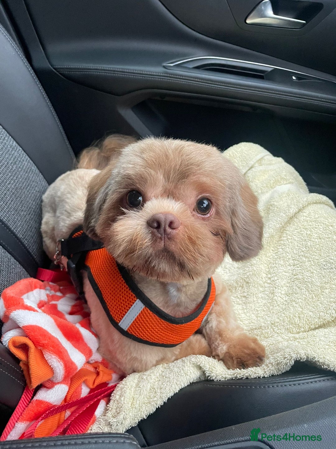 Shih Tzu dogs for stud: Stud  - Advert 2