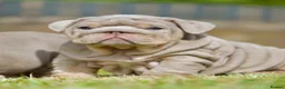 English Bulldog dogs for sale: EPIC BULLYZ BULLDOGS - Advert 8