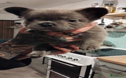 French Bulldog dogs for sale: French bulldog FLUFFY pups - Image 36
