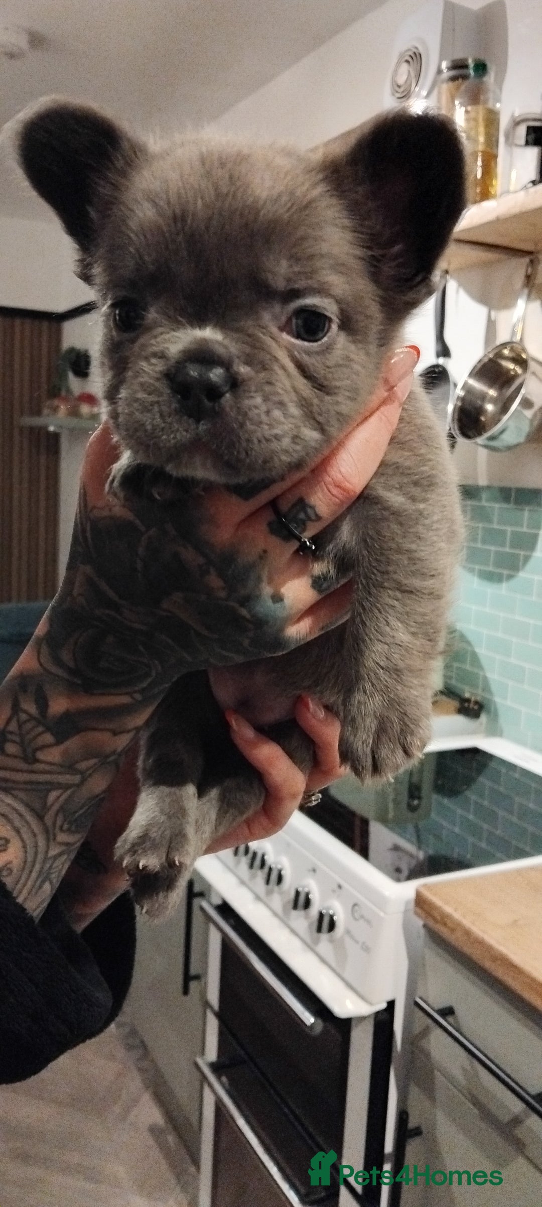 French Bulldog dogs for sale: French bulldog FLUFFY pups - Image 36