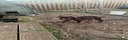 Olde English Bulldogge dogs for sale: Olde English bulldogs - Advert 4