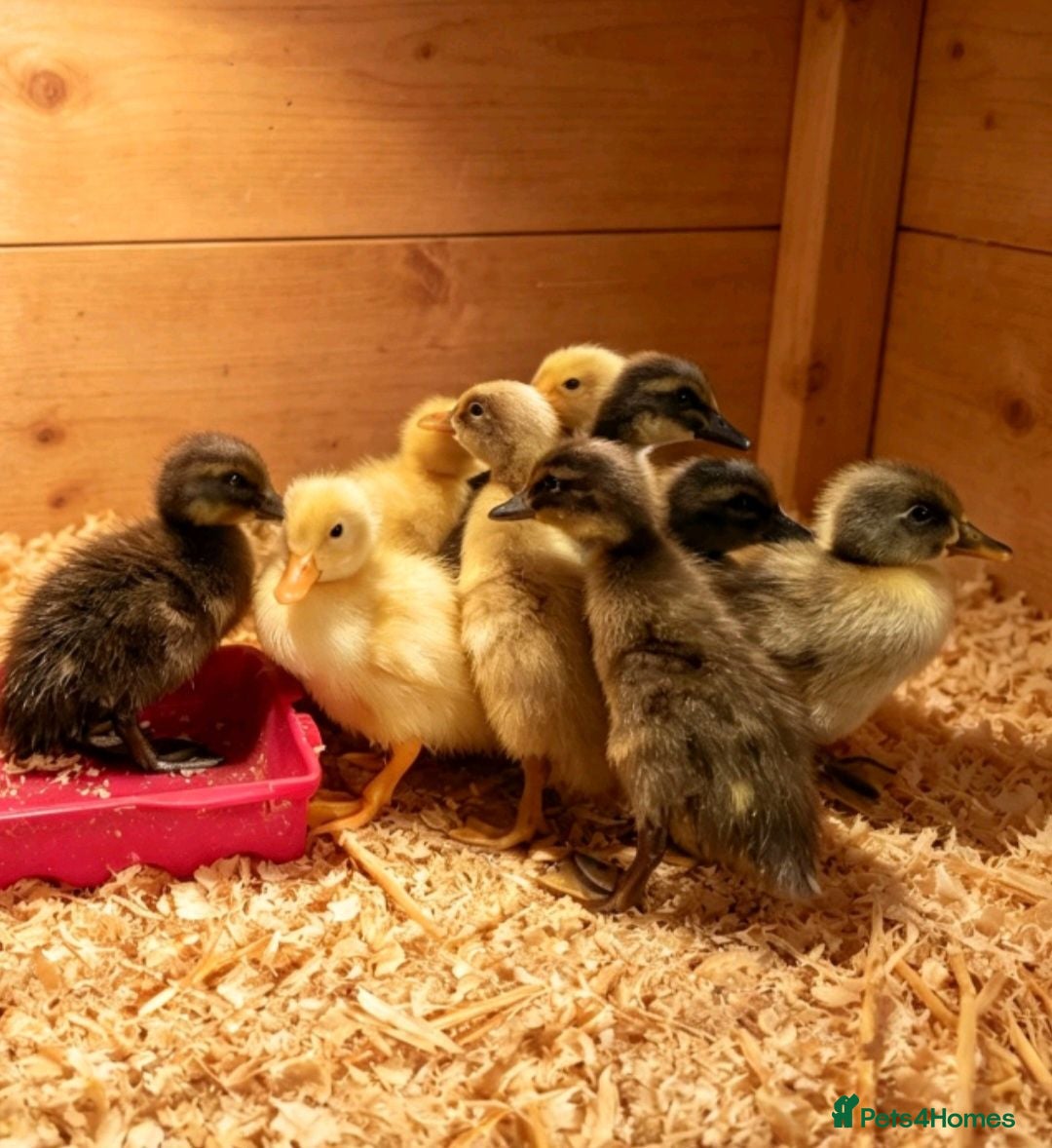Ducks poultry Indian Runner Ducks  - Advert 3