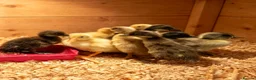 Ducks poultry for sale: Indian Runner Ducks  - Advert 1