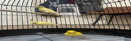 Canaries birds for sale: 3 yellow canaries /read the description - Advert 7