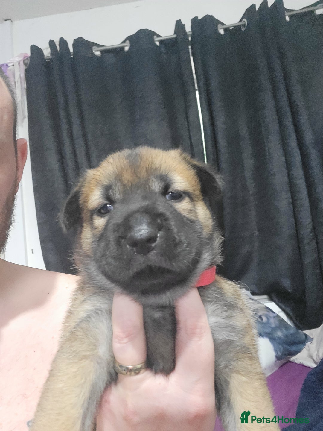 Mixed Breed dogs for sale: Belgian Malinois X Shar-pei puppies  - Image 18