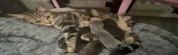 Mixed Breed cats for sale: British shorthair X ragdoll in Motherwell - Advert 3