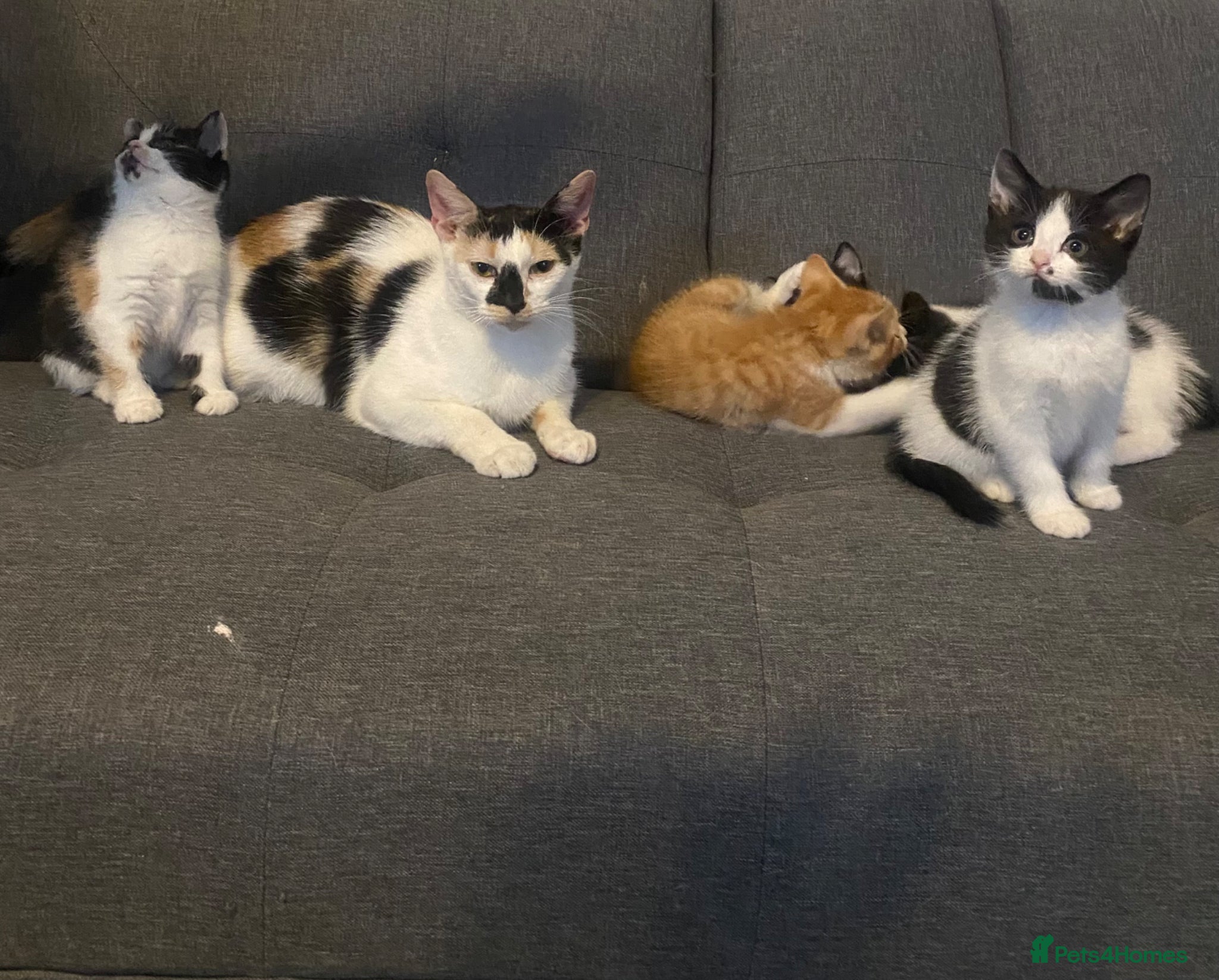 Mixed Breed cats for sale: Adorable British Shorthair Kittens for Sale - Advert 2