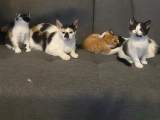 Mixed Breed cats for sale: Adorable British Shorthair Kittens for Sale - Advert 2