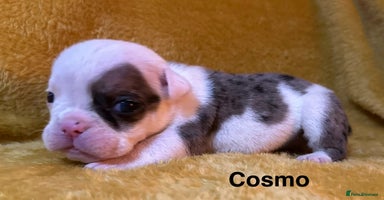 English Bulldog dogs - Advert 4