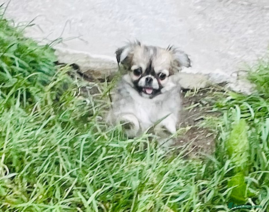 Chihuahua dogs Kc Russian Thai chihuahuas  - Advert 2