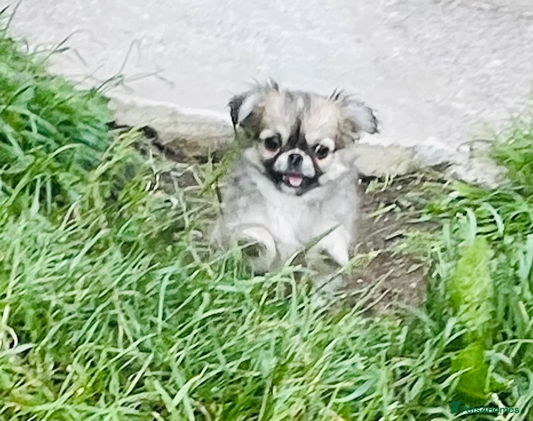 Chihuahua dogs for sale: Kc Russian Thai chihuahuas  in Ellesmere Port - Advert 2