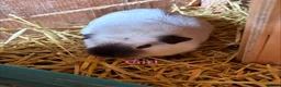 Guinea Pig rodents for sale: Piggies if all ages looking for forever homes - Advert 7