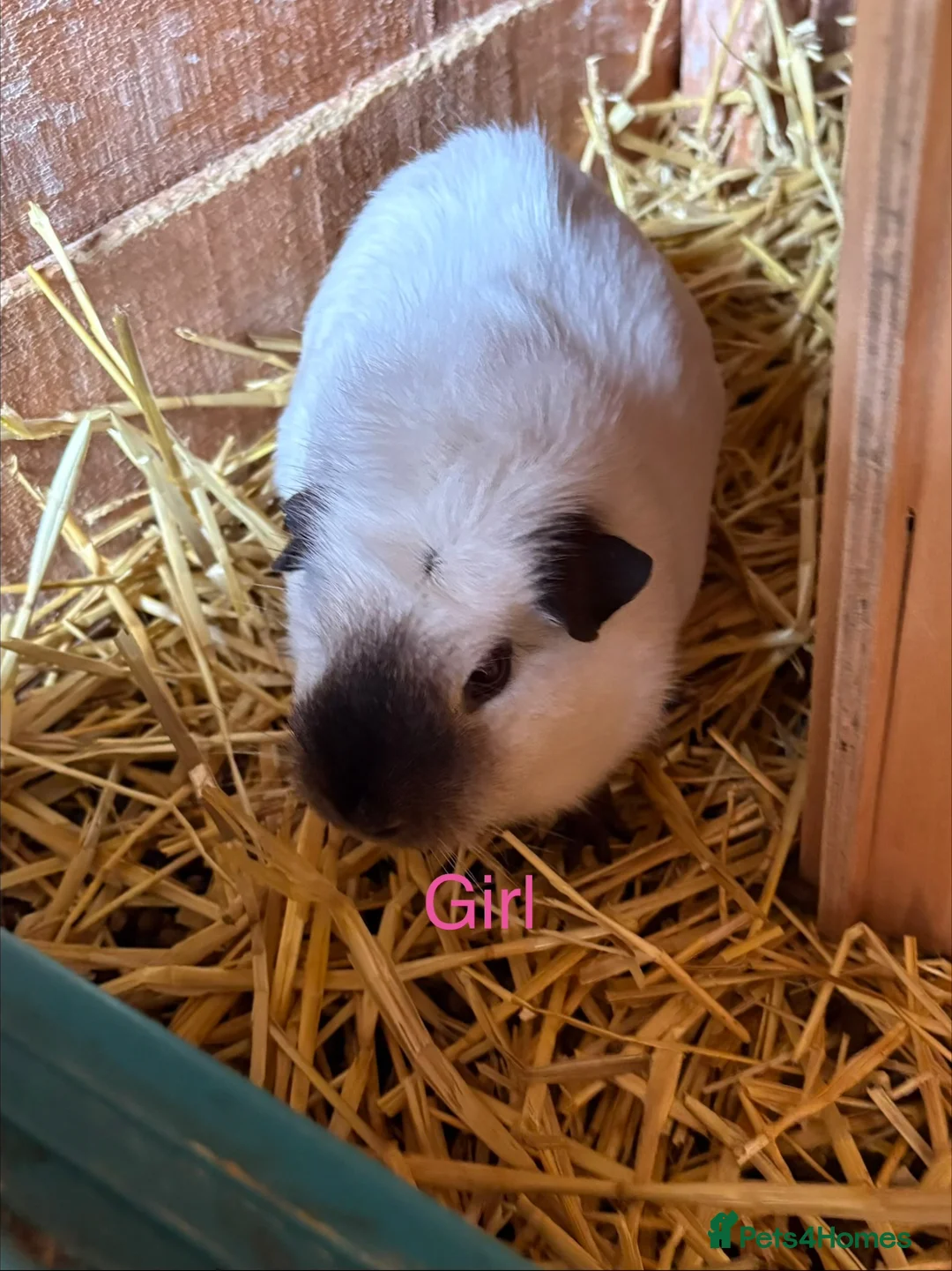 Guinea Pig rodents for sale: Piggies if all ages looking for forever homes - Advert 7