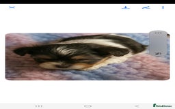 Biewer Terrier dogs for sale: Yorkshire  Biewer biro terrier puppies  - Image 7