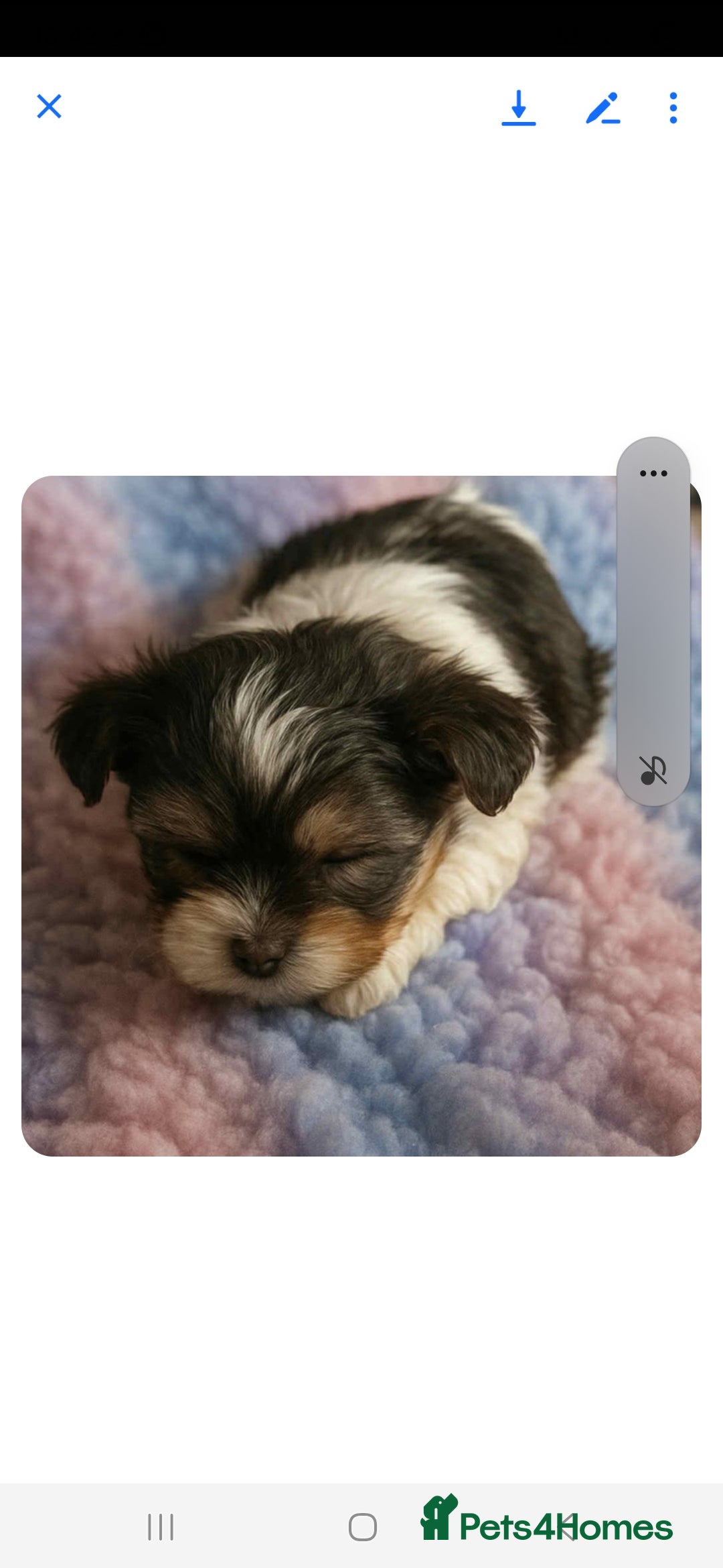 Biewer Terrier dogs for sale: Yorkshire  Biewer biro terrier puppies  - Image 7
