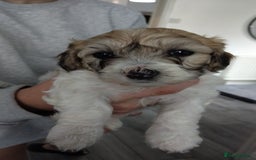 Poochon dogs for sale: Poochons💥 2 Beauties READY TO LEAVE NOW 💥  - Image 24