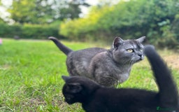 American Shorthair cats for sale: 2 baby girl kittens ready for forever homes - Image 7