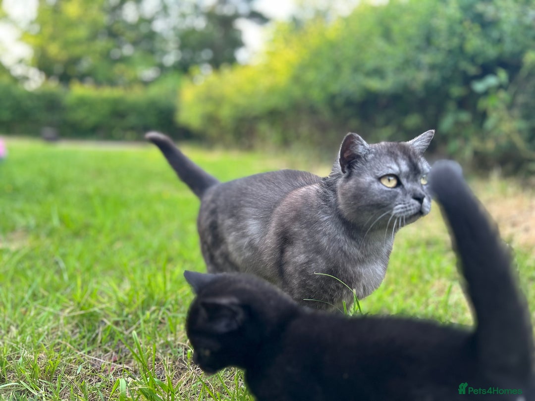 American Shorthair cats for sale: 2 baby girl kittens ready for forever homes - Image 7