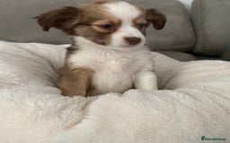 Chipoo dogs for sale: Chipoo puppies - Image 7