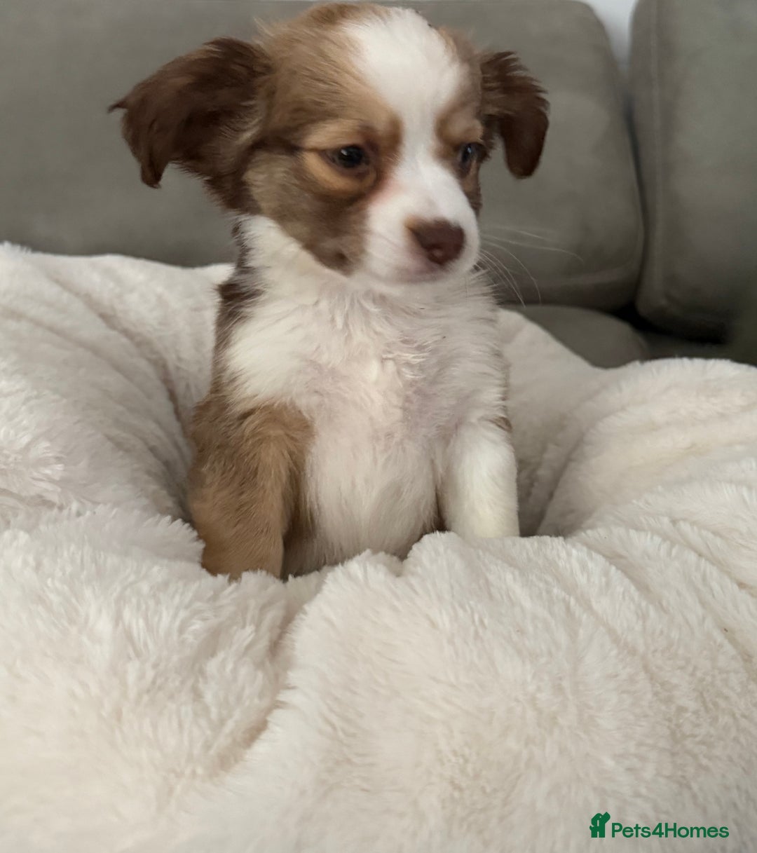 Chipoo dogs for sale: Chipoo puppies - Image 7