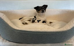Jack Russell dogs for sale: BEAUTIFUL JACK RUSSELL PUPPIES - Image 3