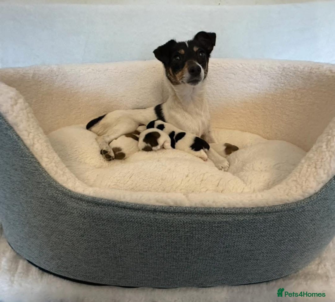 Jack Russell dogs for sale: BEAUTIFUL JACK RUSSELL PUPPIES - Image 3