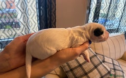 Sprocker dogs for sale: Norwich  - Image 15