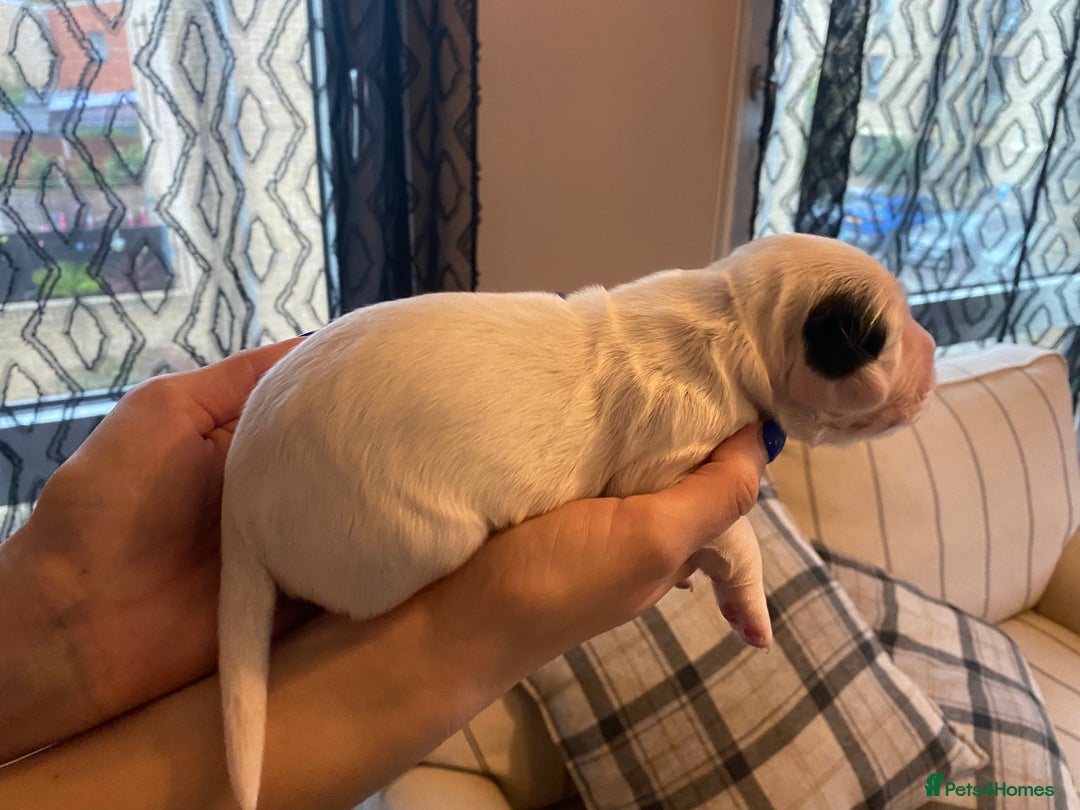 Sprocker dogs for sale: Norwich  - Image 15