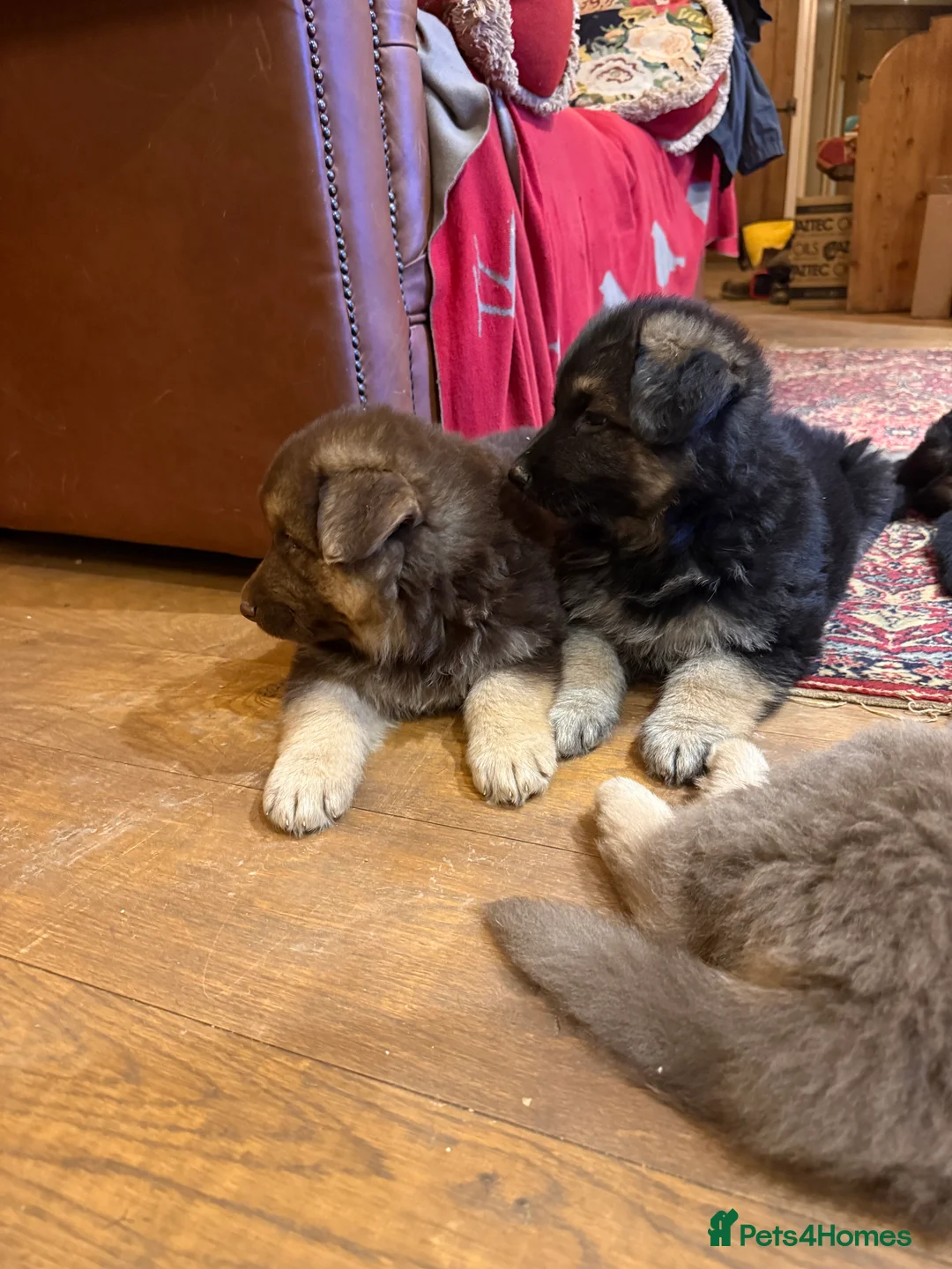 German Shepherd dogs for sale: KC reg health tested parents  - Advert 9