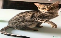Savannah cats for sale: F3 girls  - Image 2