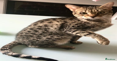 Savannah cats - Advert 7