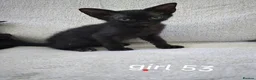 Mixed Breed cats for sale: Mixed sphinx kittens for sale  in Rotherham - Advert 17