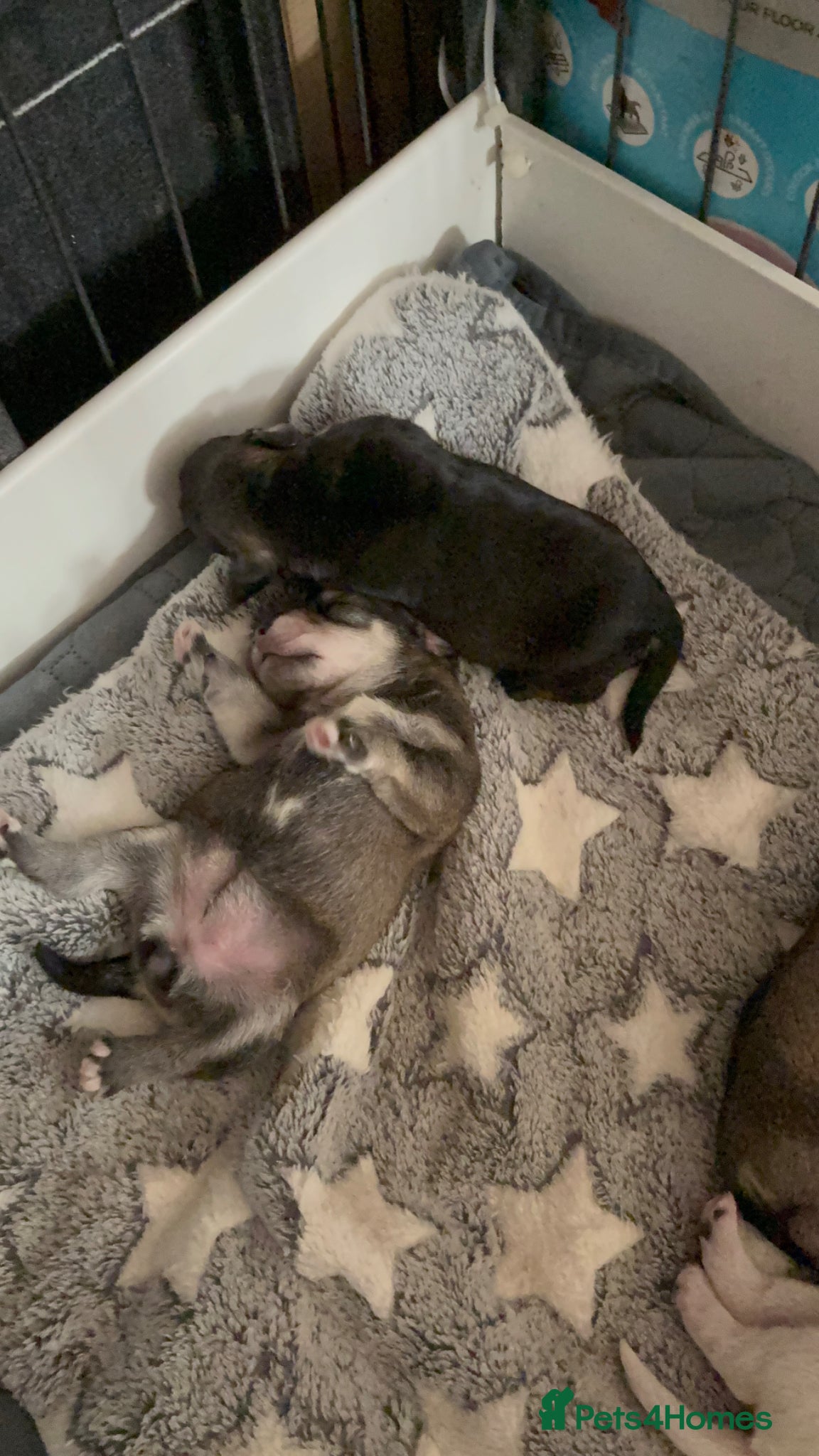 Miniature Schnauzer dogs 6 KC revised minischnauzer puppies  - Advert 2