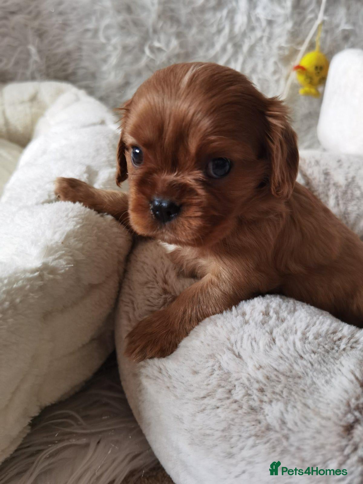 Cavalier King Charles Spaniel dogs Ruby KC registered and DNA tested cavalier boys - Advert 2