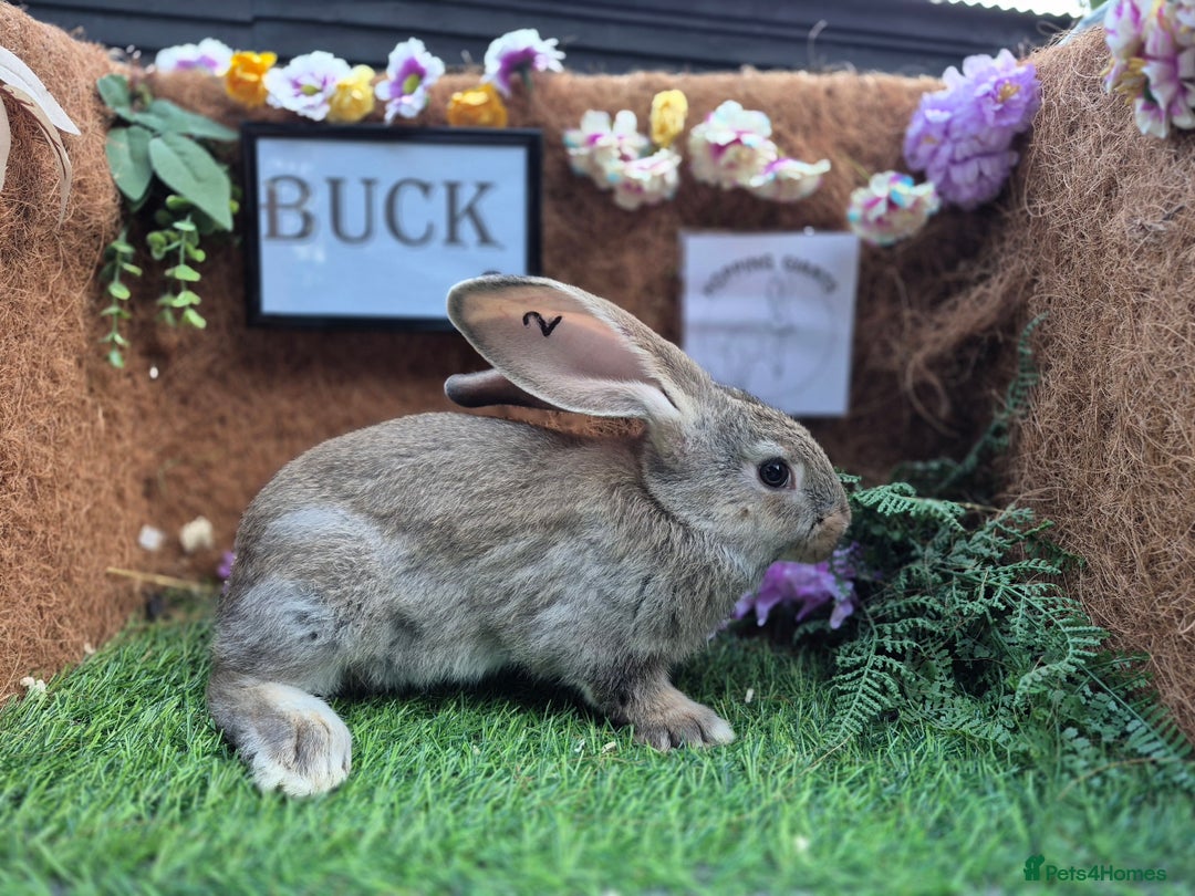 Continental Giant rabbits for sale: Pure Continental Giant Vaccinated  - Image 5