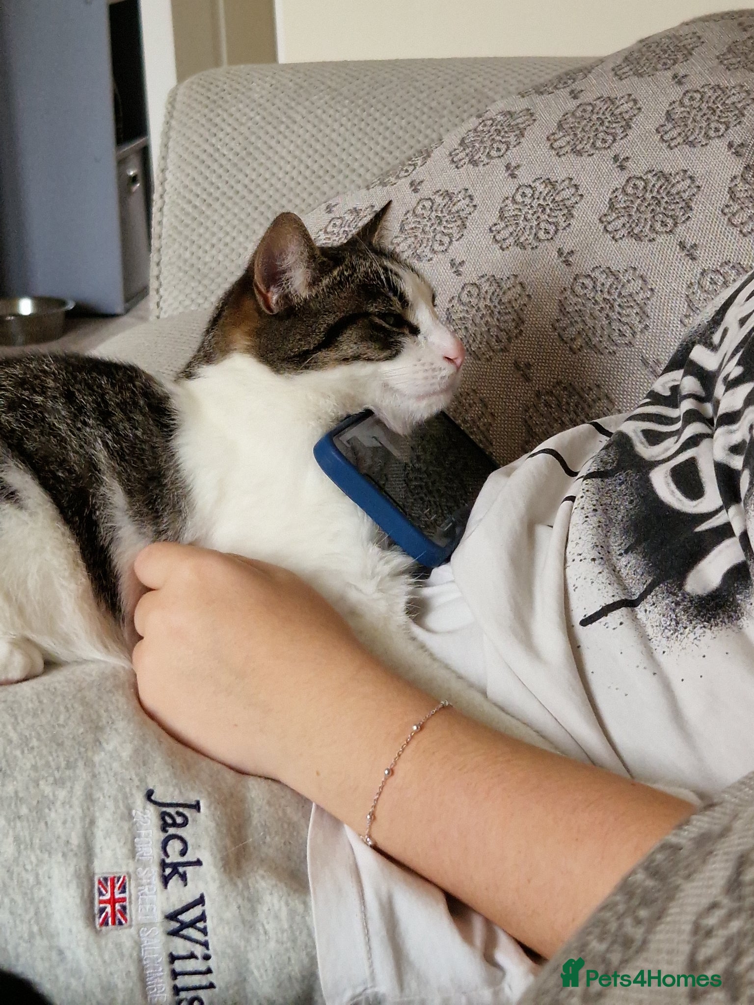 Domestic Shorthair cats for sale: Beaux in Wellingborough - Advert 6
