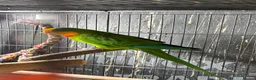 Parrots birds for sale: Rare Australian parrots for sale - Advert 7