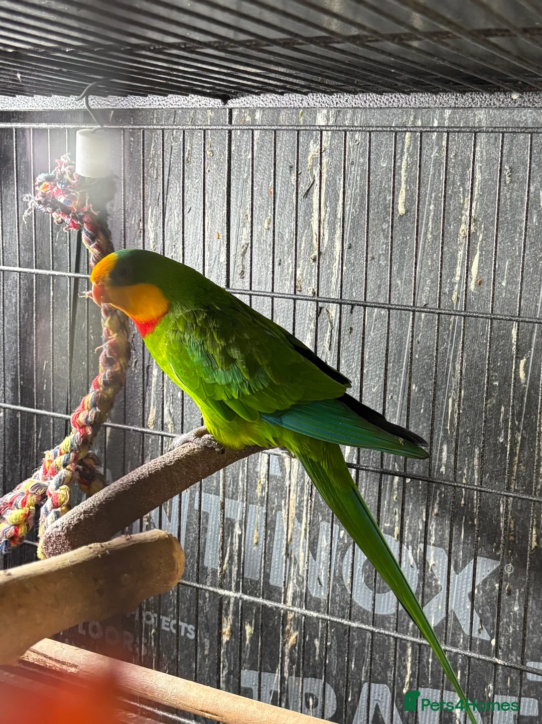 Parrots birds for sale: Rare Australian parrots for sale - Advert 7