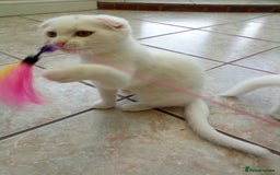 Scottish Fold cats for sale: 1 cutie cream folded girl & 1 straight cream  girl - Image 1