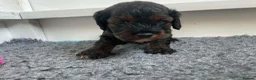 Cockapoo dogs for sale: Stunning American cockapoos in Wisbech - Advert 16