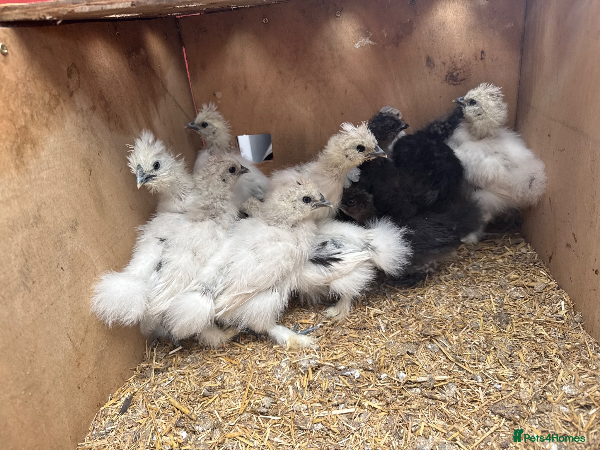 Chickens poultry Silkie rearer  - Advert 1