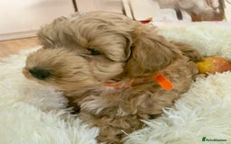 Maltipoo dogs for sale: Toy Maltipoo puppies  - Image 6