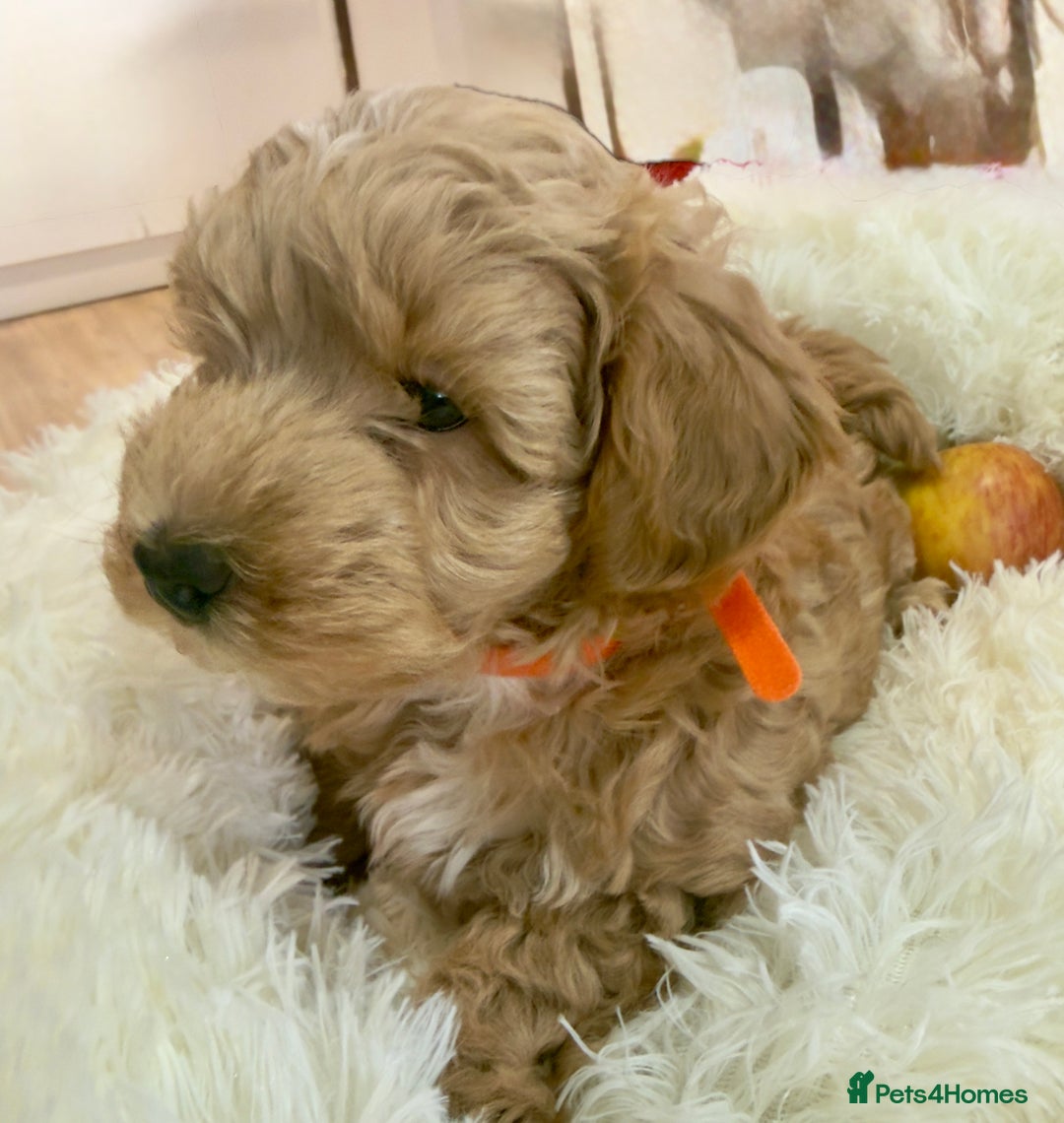 Maltipoo dogs for sale: Toy Maltipoo puppies  - Image 6