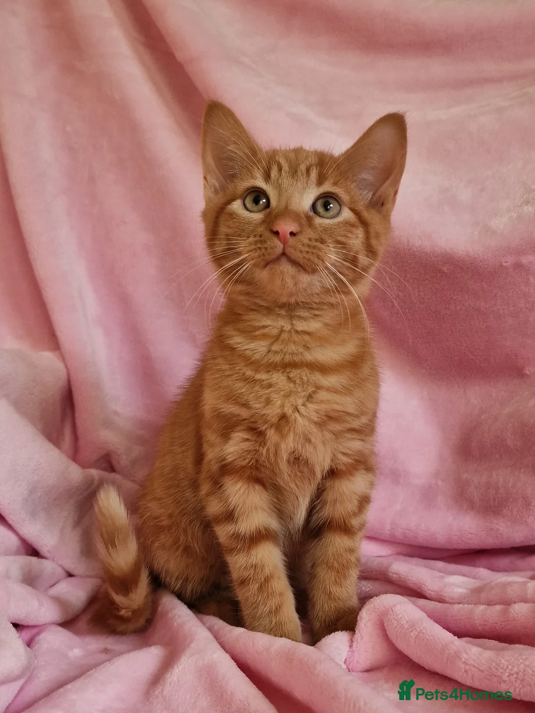 Mixed Breed cats for sale: Cute kittens  - Advert 9