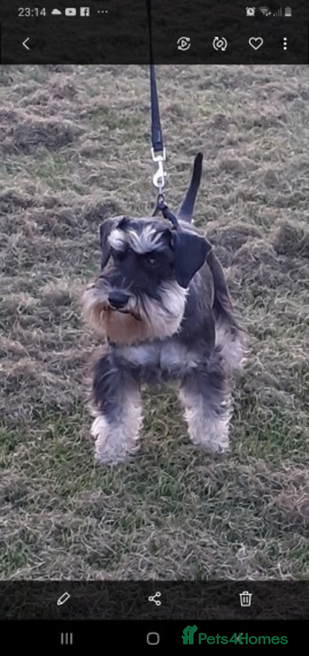 Miniature Schnauzer dogs for stud: Beautiful black and silver boy for stud in Stanley - Advert 3