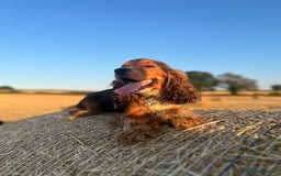Cocker Spaniel dogs for sale: Cocker spaniel puppies - Image 16