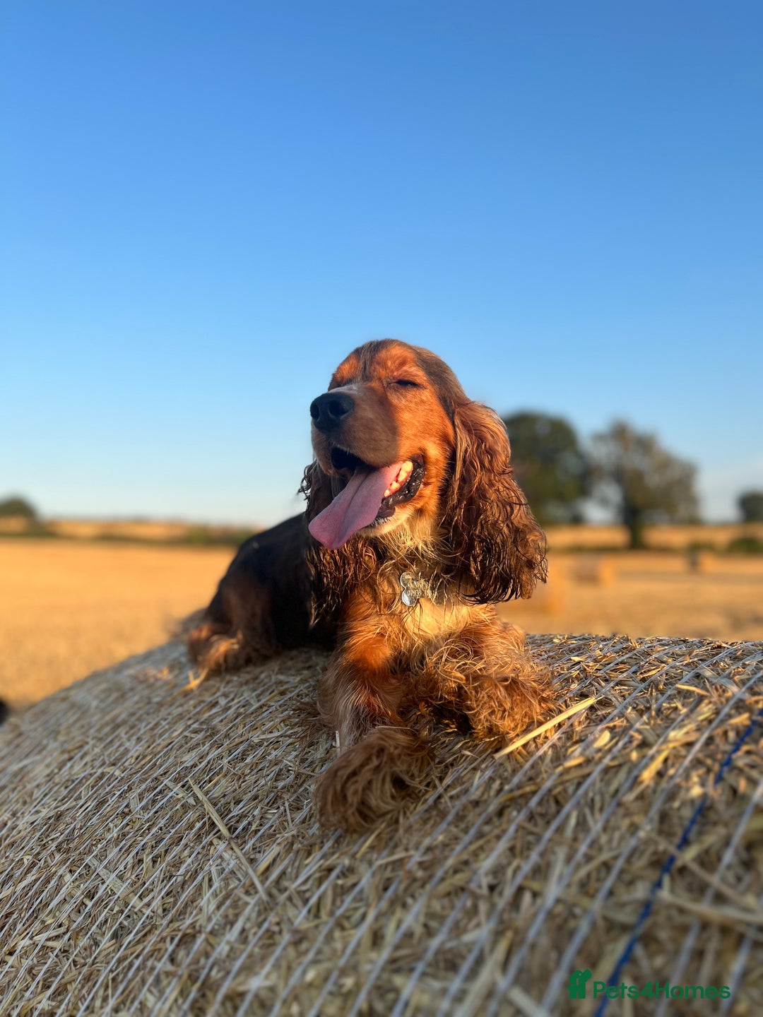 Cocker Spaniel dogs for sale: Cocker spaniel puppies - Image 16