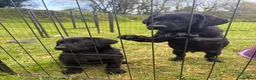 Labrador Retriever dogs for sale: 2 boys left Kc registered Labrador puppies   - Advert 8